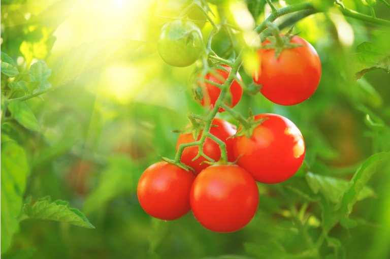 Sfeerafbeelding van een tomatenplant met veel groen op de achtergrond.